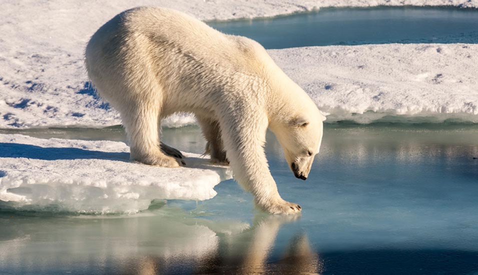 Eisbär am arktischen Ozean