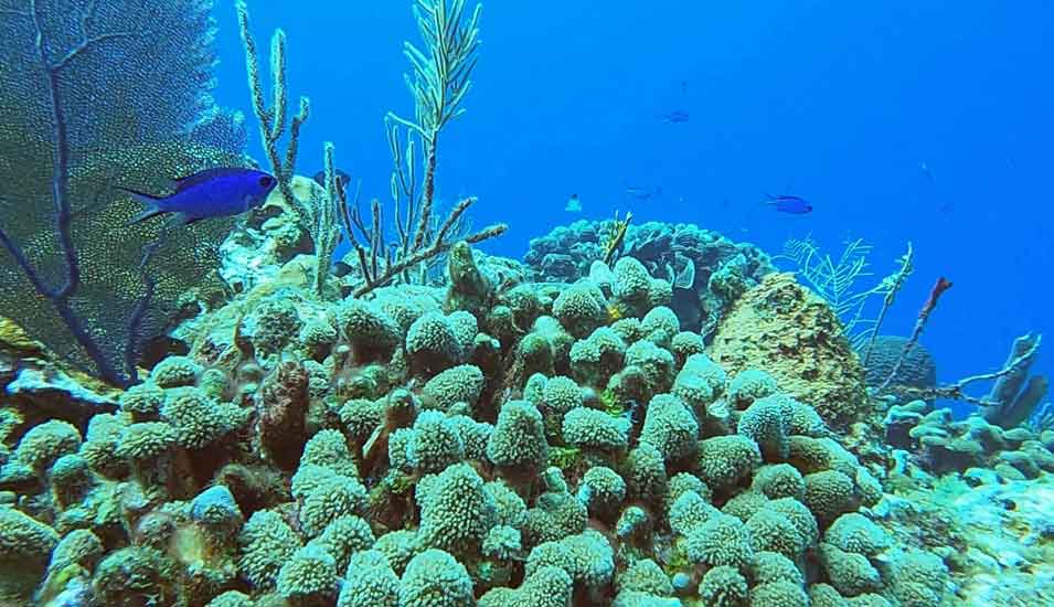 Unterwasseransicht eines Korallenriffs, an dem ein Fisch vorbeischwimmt.